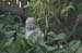 buddhaInTheBush
