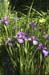 purpleIris