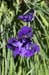 purpleIris2