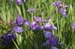 purpleIrisField