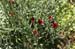 redFlowers